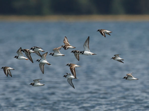 Tylli, Common Ringed Plover, Charadrius hiaticula